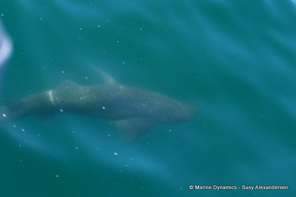 Sevengill shark, South Africa 